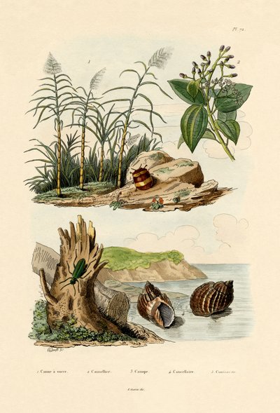 Canna da zucchero da French School